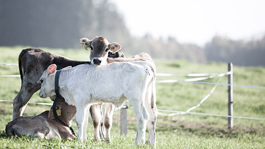 Kälbli auf der Weide Kälbli auf der Weide